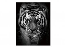 Foto Paveikslas Tiger
