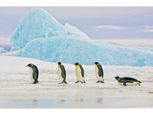 Foto Paveikslas Penguins