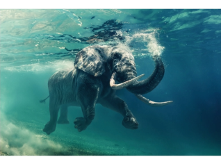 Foto paveikslas ELEPHANT