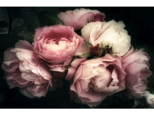Foto paveikslas FLOWERS I