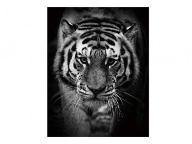 Foto Paveikslas Tiger