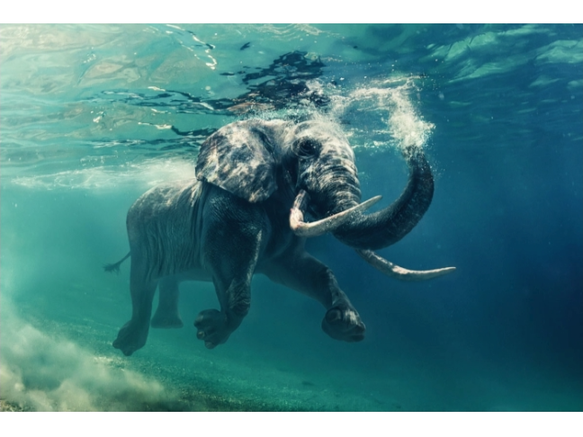 Foto paveikslas ELEPHANT