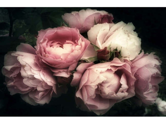 Foto paveikslas FLOWERS I