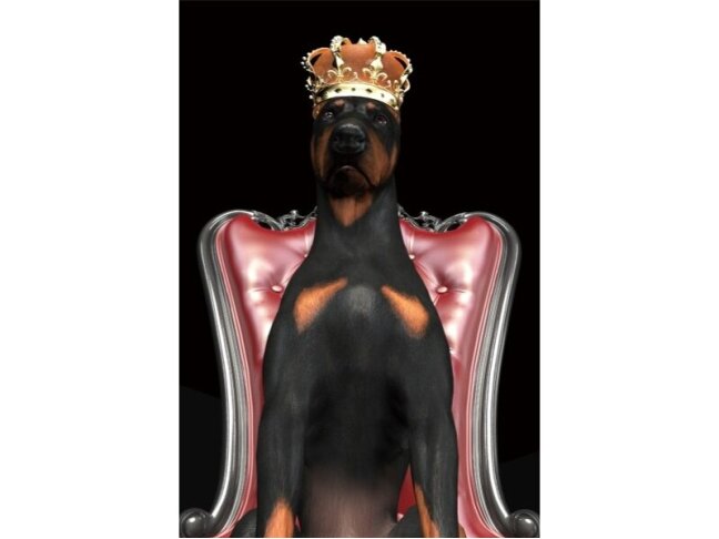 Paveikslas DOG IN CROWN