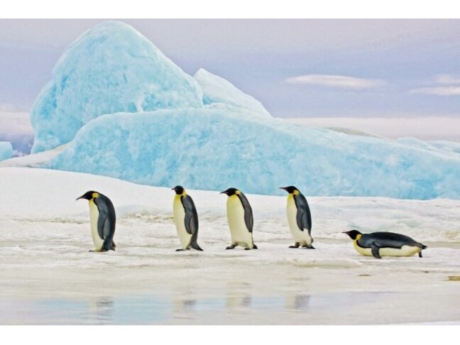 Paveikslas PENGUINS